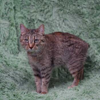 Domestic Short Hair Cats Available for Adoption - Duck | PetCurious