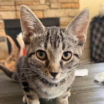Deverill -  Domestic Short Hair Cat for Adoption in Fredericksburg, Virginia - Deverill | PetCurious