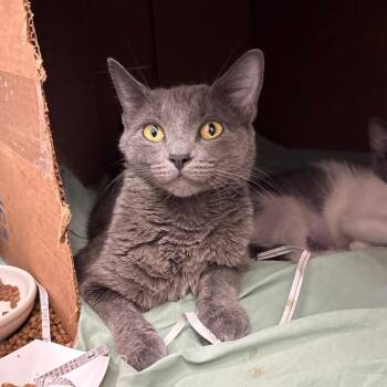 Michi -  Domestic Short Hair Cat for Adoption in Philadelphia, Pennsylvania - Michi | PetCurious