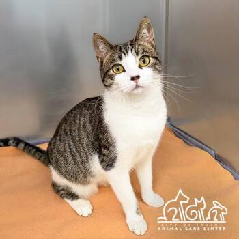 Domestic Short Hair Cats Available for Adoption in Irvine, California - MIMI | PetCurious