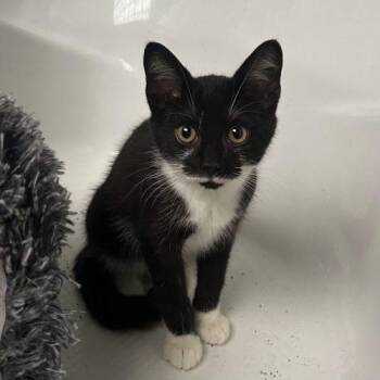 Estevez -  Tuxedo and Domestic Short Hair Cat for Adoption in Knoxville, Tennessee - Estevez | PetCurious