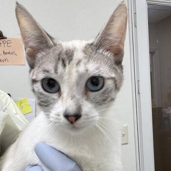 Marie -  Siamese Cat for Adoption in Pekin, Illinois - Marie | PetCurious