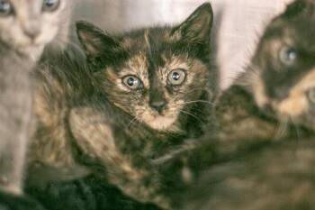 TARA -  Domestic Short Hair Cat for Adoption in Charlotte, North Carolina - TARA | PetCurious