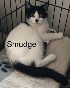 Rescue Domestic Short Hair Cats for Adoption in Jackson, California - Spike, Smudge | PetCurious