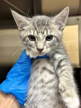 Jam -  Domestic Short Hair Cat for Adoption in Wichita, Kansas - Jam | PetCurious