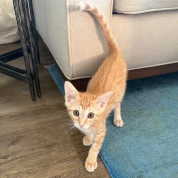 Rescue Domestic Short Hair Cats for Adoption in Elfin Forest, California - Puss-n-Boots | PetCurious