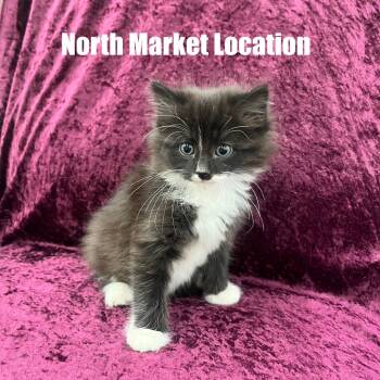 Rescue Domestic Medium Hair Cats for Adoption in Raleigh, North Carolina - Emerald | PetCurious