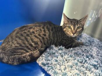 TURBO -  Domestic Short Hair Cat for Adoption in Westminster, Maryland - TURBO | PetCurious