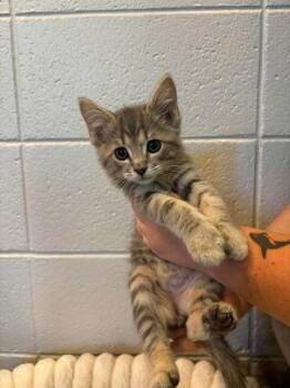 Domestic Medium Hair and Domestic Short Hair Cats Available for Adoption in Paducah, Kentucky - Toad | PetCurious