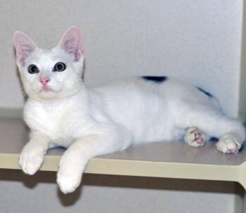 BOB THE BUILDER - NO ADOPTION FEE -  Domestic Short Hair Cat for Adoption in San Clemente, California - BOB THE BUILDER - NO ADOPTION FEE | PetCurious