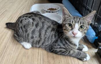 Rumba 4.27.26 -  Domestic Short Hair and Manx Cat for Adoption in Apopka, Florida - Rumba 4.27.26 | PetCurious