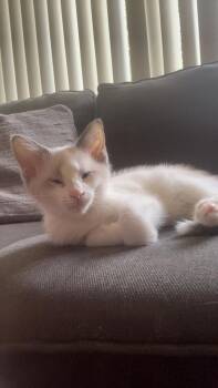 Tundra -  Domestic Short Hair and Siamese Cat for Adoption in Wheaton, Illinois - Tundra | PetCurious