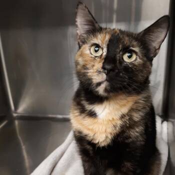 Mimi -  Domestic Medium Hair Cat for Adoption in Spokane, Washington - Mimi | PetCurious