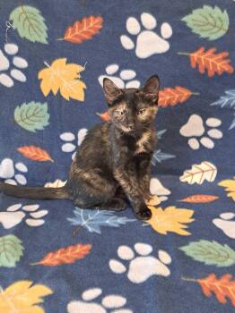 Basil -  Domestic Short Hair Cat for Adoption in Valdosta, Georgia - Basil | PetCurious
