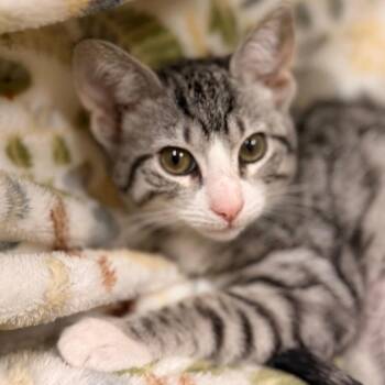 Ghoulia -  Domestic Short Hair Cat for Adoption in Goleta, California - Ghoulia | PetCurious