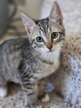 Pinky (bonded with Marion) -  Domestic Short Hair Cat for Adoption in Silverton, Oregon - Pinky (bonded With Marion) | PetCurious