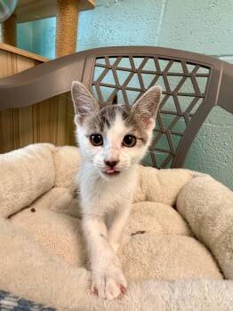 Rocky Road -  Domestic Short Hair Cat for Adoption in Cape Coral, Florida - Rocky Road | PetCurious