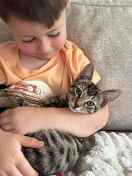 Lady is going to blow u away with cuteness and love -  Bengal and Abyssinian Cat for Adoption in Bedford Hills, New York - Lady Is Going To Blow U Away With Cuteness And Love | PetCurious