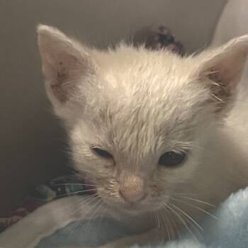 Rescue Domestic Short Hair Cats for Adoption in Austin, Texas - Logic BD | PetCurious