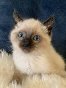 Siamese Cats Available for Adoption - Sprite | PetCurious