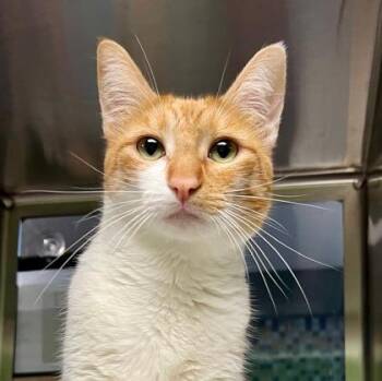 Bronco -  Domestic Short Hair Cat for Adoption in Fort Worth, Texas - Bronco | PetCurious