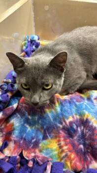Cabarette -  Domestic Short Hair Cat for Adoption in Wheaton, Illinois - Cabarette | PetCurious