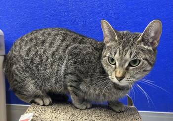 Rescue Tabby Cats for Adoption in Dunkirk, New York - Whisper | PetCurious