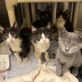 Rescue Domestic Short Hair Cats for Adoption in Dallas, Texas - Kieran | PetCurious