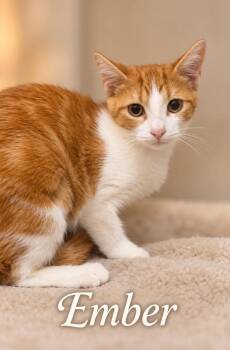 Ember -  Tabby Cat for Adoption in Casselberry, Florida - Ember | PetCurious