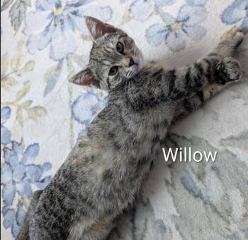 Willow -  Domestic Short Hair Cat for Adoption in Cincinnati, Ohio - Willow | PetCurious