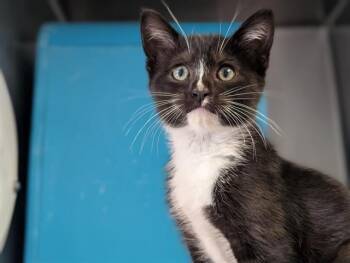 A884031 -  Domestic Short Hair Cat for Adoption in Camarillo, California - A884031 | PetCurious