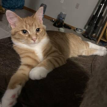 Parsnip -  Domestic Short Hair Cat for Adoption in Lake Orion, Michigan - Parsnip | PetCurious