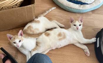 Nemo and Nolan -  Domestic Short Hair Cat for Adoption in Sudbury, Massachusetts - Nemo And Nolan | PetCurious