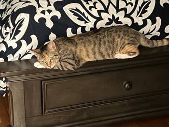 Rescue Domestic Short Hair Cats for Adoption in Mililani, Hawaii - Princey | PetCurious