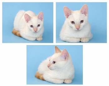 ROCCO AND CHANNING (LOCATED AT PETSMART NORTHWEST RENO) -  Siamese Cat for Adoption in Reno, Nevada - ROCCO AND CHANNING (LOCATED AT PETSMART NORTHWEST RENO) | PetCurious