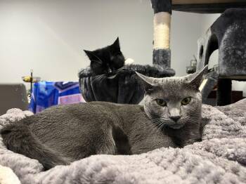 Rescue Russian Blue and American Shorthair Cats for Adoption - Kitty Kat & Gigi | PetCurious