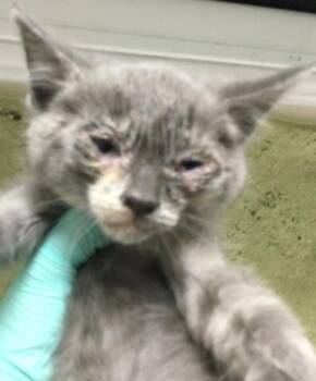 Domestic Short Hair Cats Available for Adoption in Riverside, California - EVIE | PetCurious