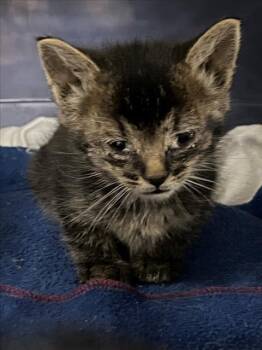 *BJORN -  Domestic Short Hair Cat for Adoption in Woodland, California - *BJORN | PetCurious