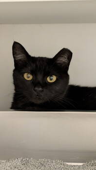 Rescue Domestic Short Hair Cats for Adoption in Columbus, Ohio - Maeve | PetCurious