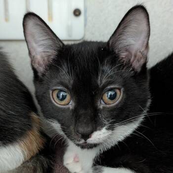 Sand Dollar -  Domestic Short Hair Cat for Adoption in Seattle, Washington - Sand Dollar | PetCurious