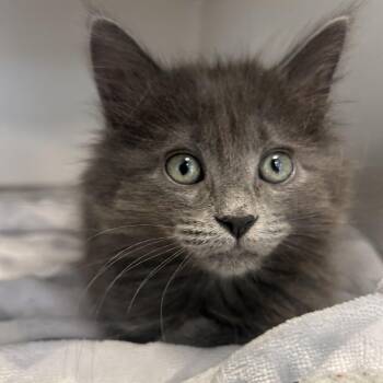 7 Eleven -  Domestic Long Hair Cat for Adoption in Park City, Utah - 7 Eleven | PetCurious