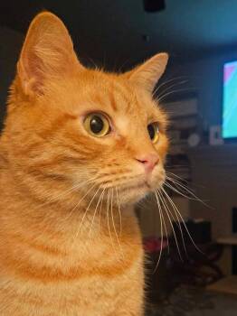 Max -  Domestic Short Hair Cat for Adoption in Pitman, New Jersey - Max | PetCurious