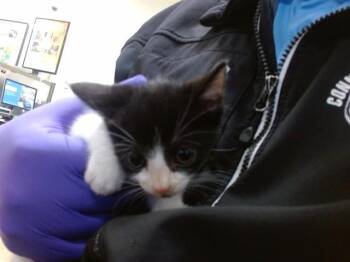 SQUID -  Domestic Short Hair Cat for Adoption in Doral, Florida - SQUID | PetCurious
