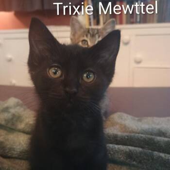 Trixie Meowttel -  Domestic Short Hair Cat for Adoption in West Des Moines, Iowa - Trixie Meowttel | PetCurious