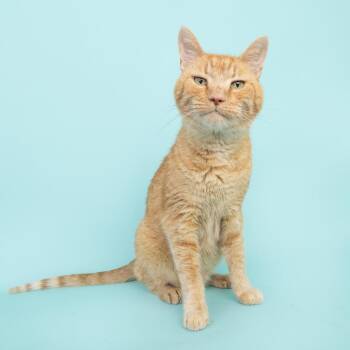 Buddy -  Domestic Short Hair Cat for Adoption in Franklin, Tennessee - Buddy | PetCurious