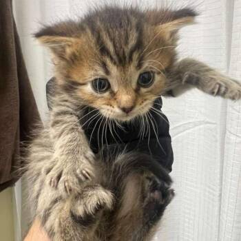 Peach -  Domestic Short Hair Cat for Adoption in Winchester, Virginia - Peach | PetCurious