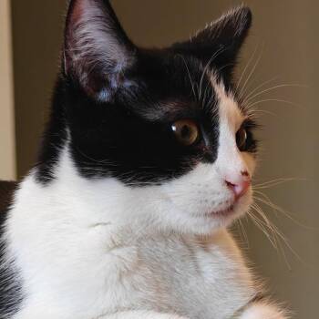 Evan Owner Giving Up -  Domestic Short Hair Cat for Adoption in Clifton, New Jersey - Evan Owner Giving Up | PetCurious