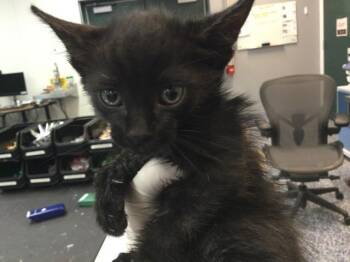 FORD -  Domestic Short Hair Cat for Adoption in Thousand Palms, California - FORD | PetCurious