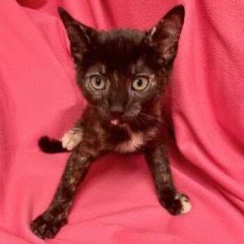 Tuna Turner -  Tortoiseshell Cat for Adoption in Green Valley, Arizona - Tuna Turner | PetCurious