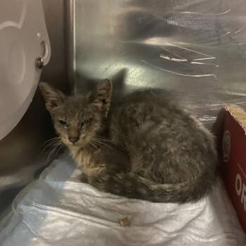 WAGS-Stray-22271 -  Domestic Short Hair Cat for Adoption in Westminster, California - WAGS-Stray-22271 | PetCurious